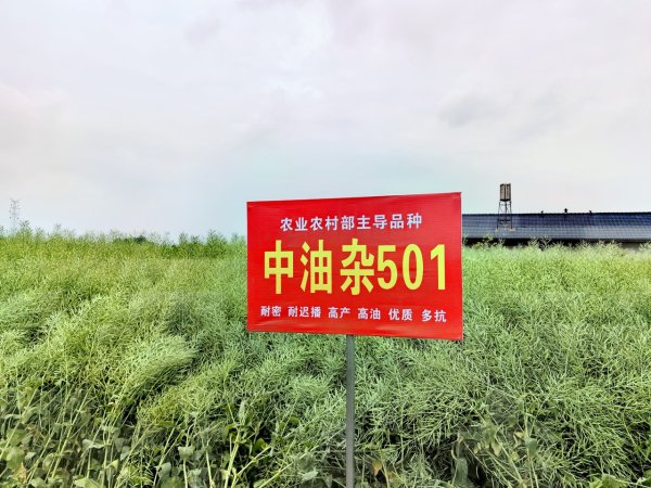 创元网 “迟播双密双高”技术破解粮油争地难题