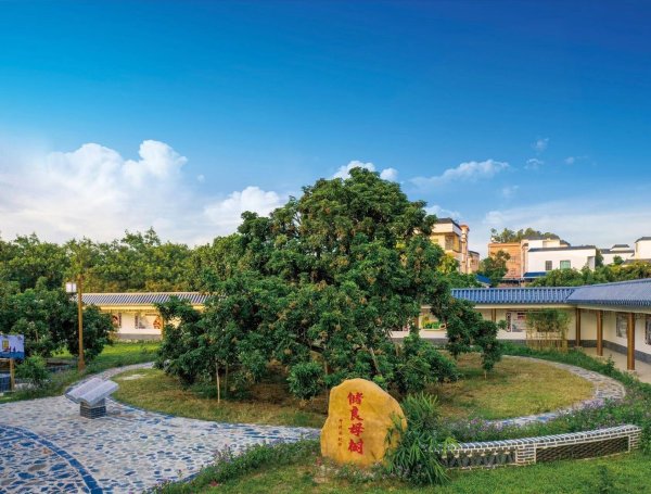 胜亿配资 观察|“媒体+”赋能 药食同源破题高州龙眼品牌价值跃升